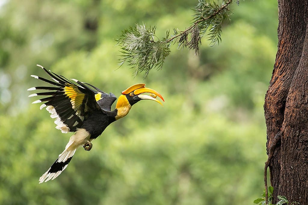 The Great Hornbill: The Romantic "Farmer of the Forest" in Cambodia