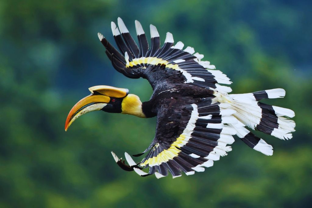 The Great Hornbill: The Romantic "Farmer of the Forest" in Cambodia