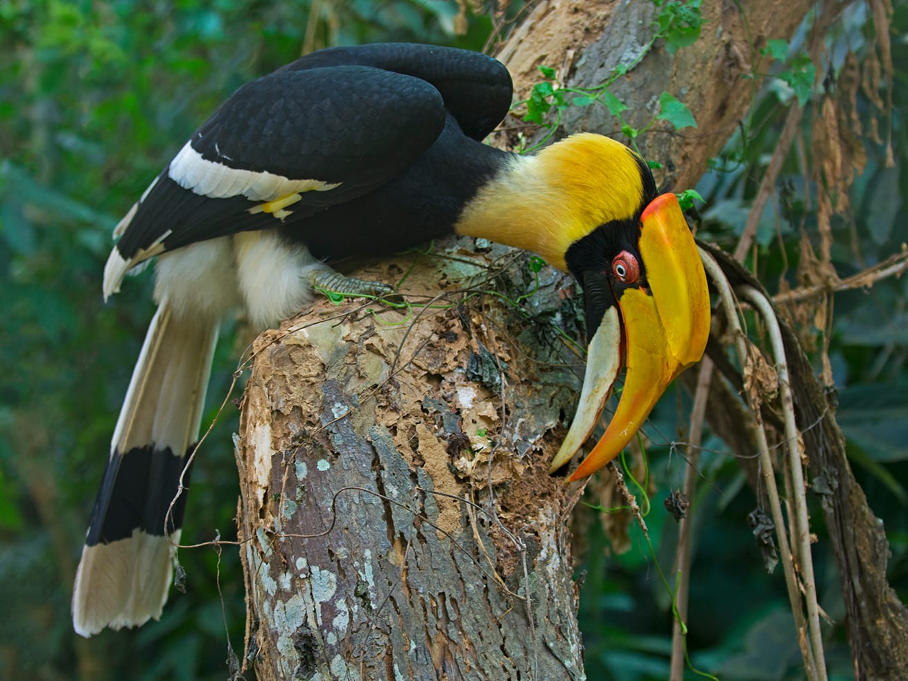 The Great Hornbill: The Romantic "Farmer of the Forest" in Cambodia
