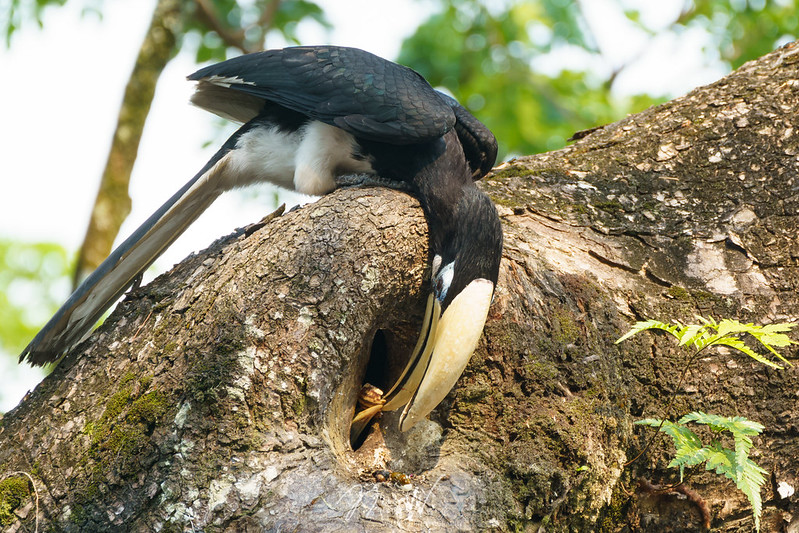 The Great Hornbill: The Romantic "Farmer of the Forest" in Cambodia