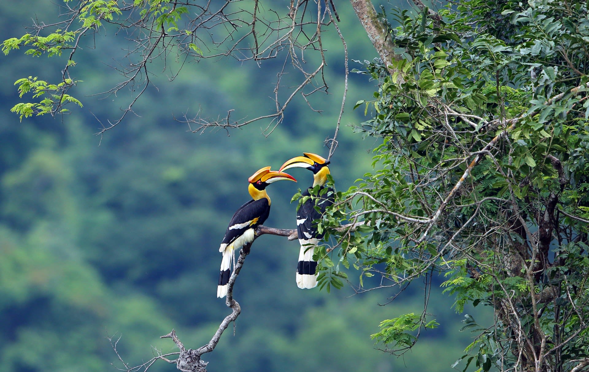 The Great Hornbill: The Romantic "Farmer of the Forest" in Cambodia