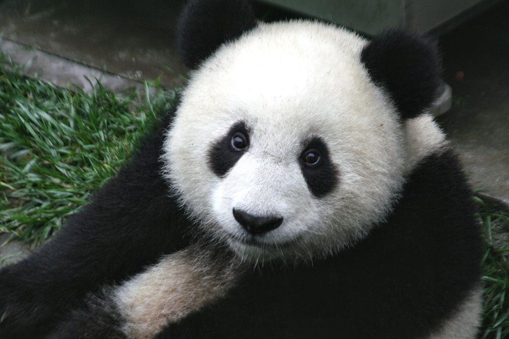 Close-up of a Giant Panda face with black patches around eyes.