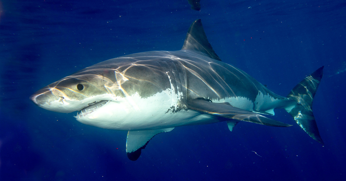 A Great White Shark swimming gracefully in the clear blue water of South Africa.