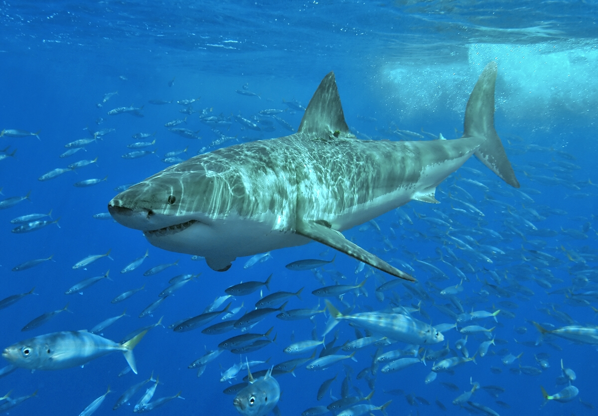 A Great White Shark swimming gracefully in the clear blue water of South Africa.