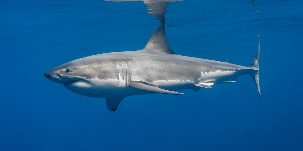A Great White Shark swimming gracefully in the clear blue water of South Africa.