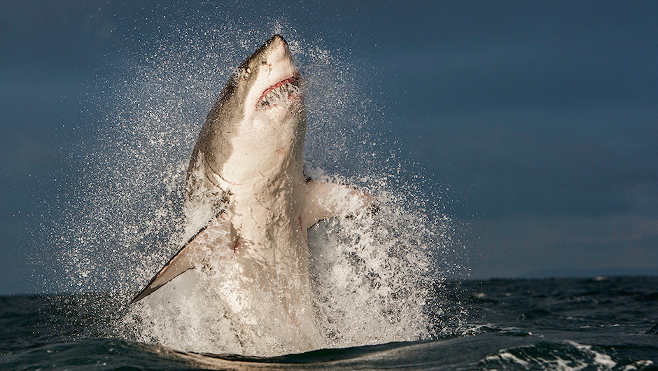 A Great White Shark swimming gracefully in the clear blue water of South Africa.