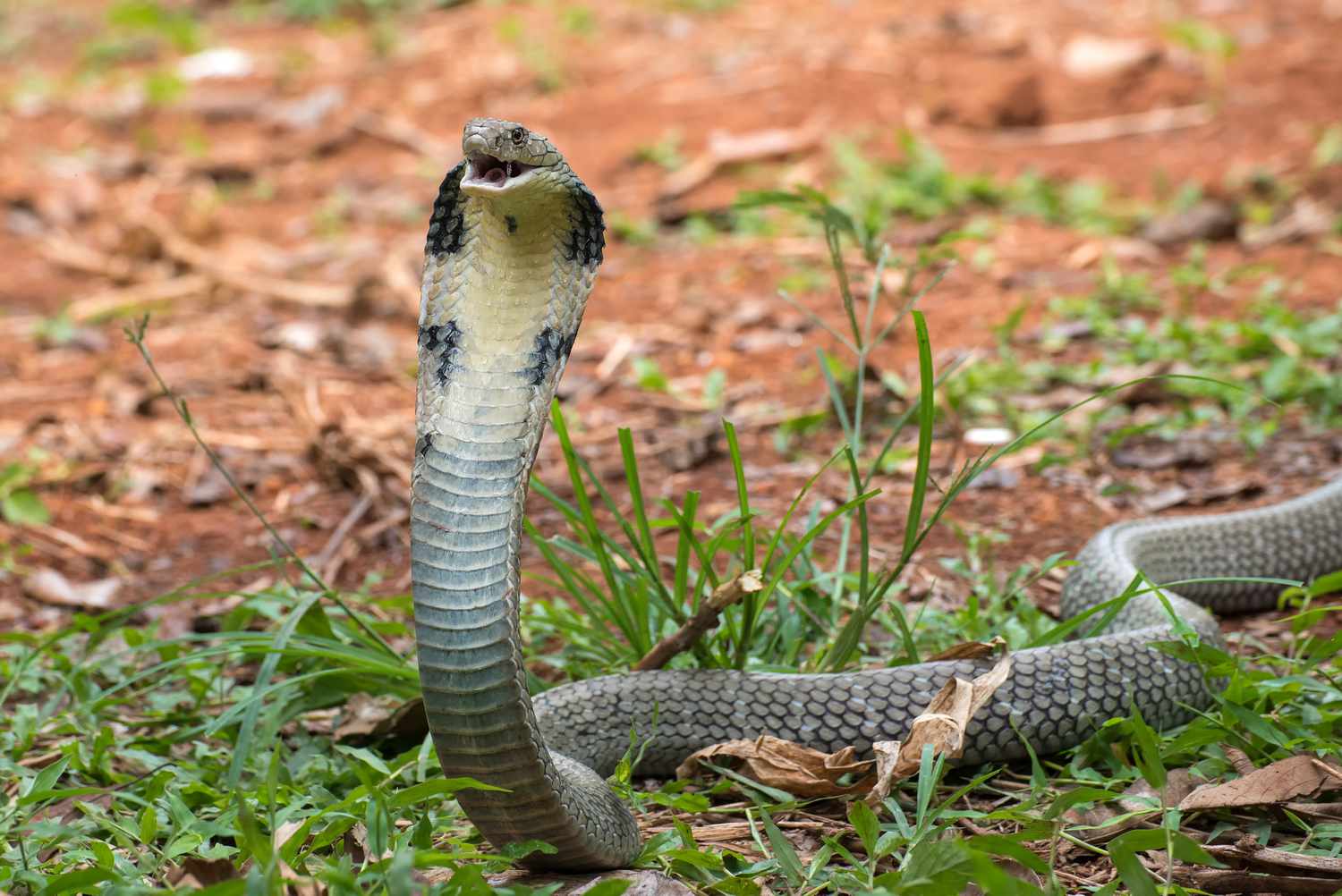 Close-up of King Cobra eyes, showing the vertical pupils and golden scales