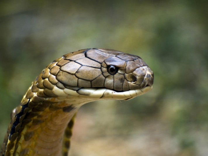 Close-up of King Cobra eyes, showing the vertical pupils and golden scales