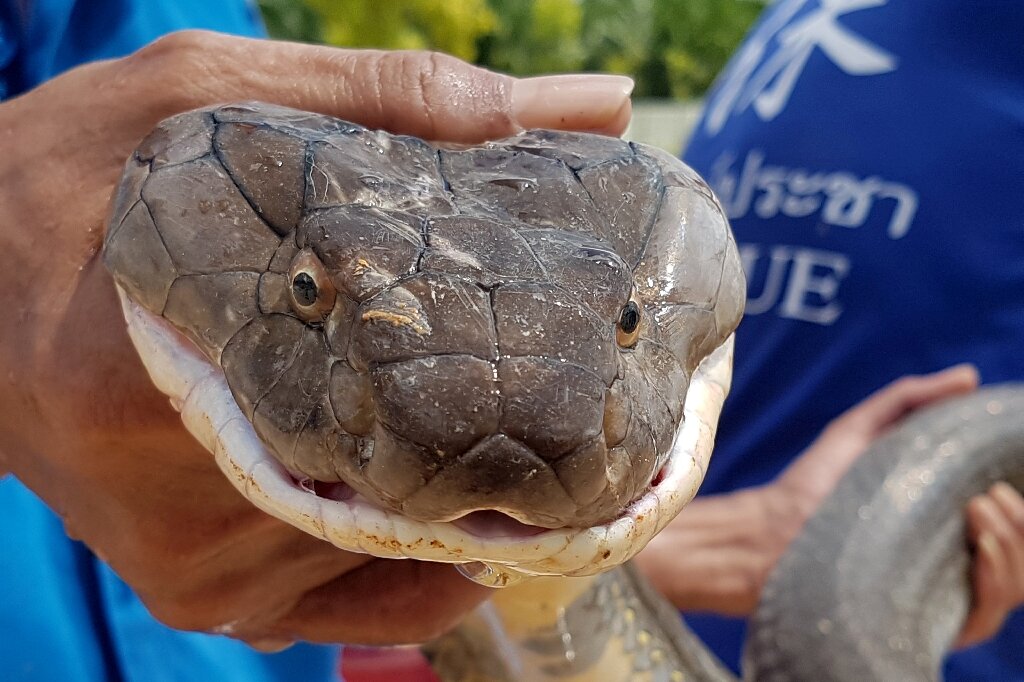 Close-up of King Cobra eyes, showing the vertical pupils and golden scales