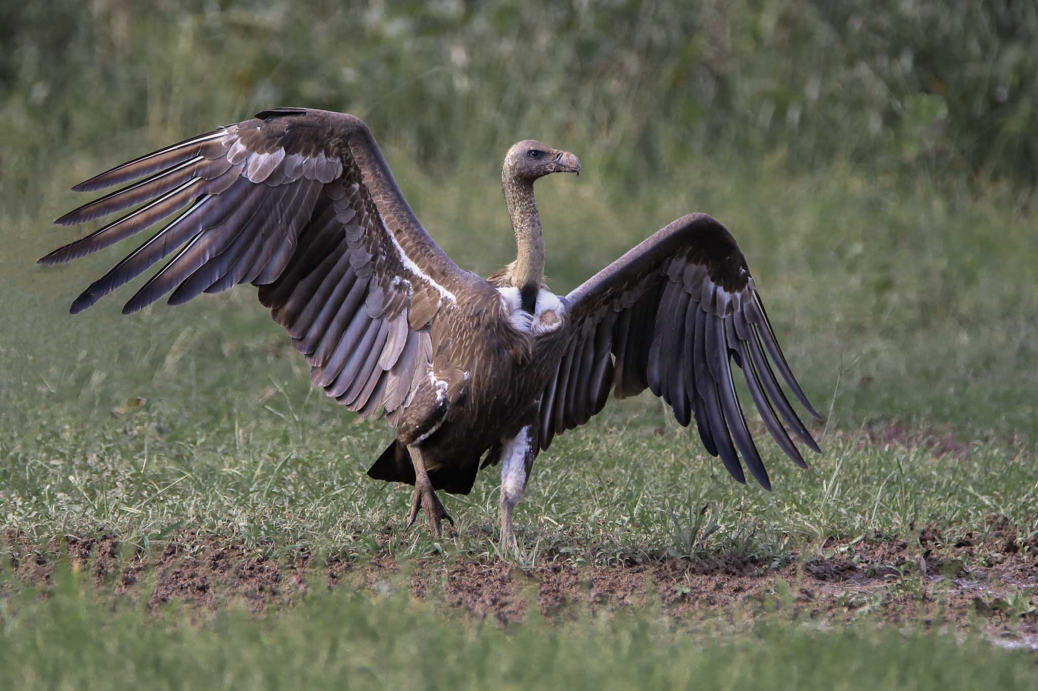 A group of vultures feeding at a "Vulture Restaurant" in Cambodia, featuring the White-rumped and Slender-billed species.