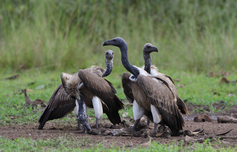 A group of vultures feeding at a "Vulture Restaurant" in Cambodia, featuring the White-rumped and Slender-billed species.