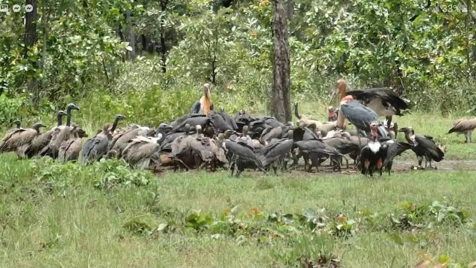 A group of vultures feeding at a "Vulture Restaurant" in Cambodia, featuring the White-rumped and Slender-billed species.