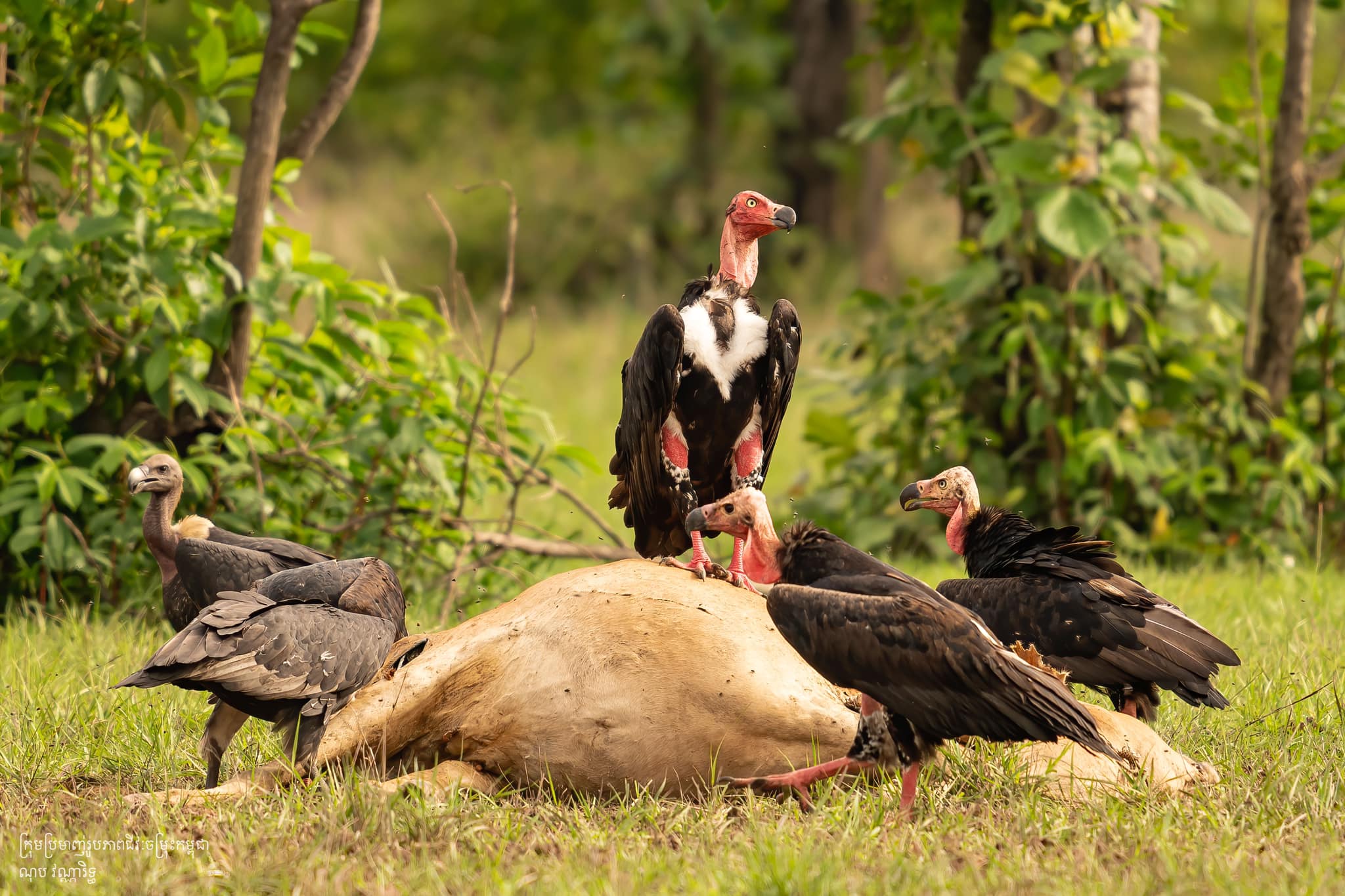 Close-up of a Red-headed Vulture, showing its distinct red facial features. (រូបភាពជិតនៃត្មាតភ្លើង បង្ហាញពីមុខមាត់ពណ៌ក្រហមដ៏លេចធ្លោរបស់វា។)