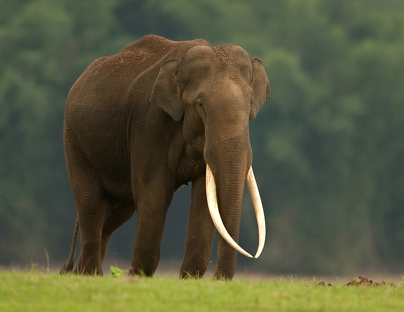 Asian Elephant