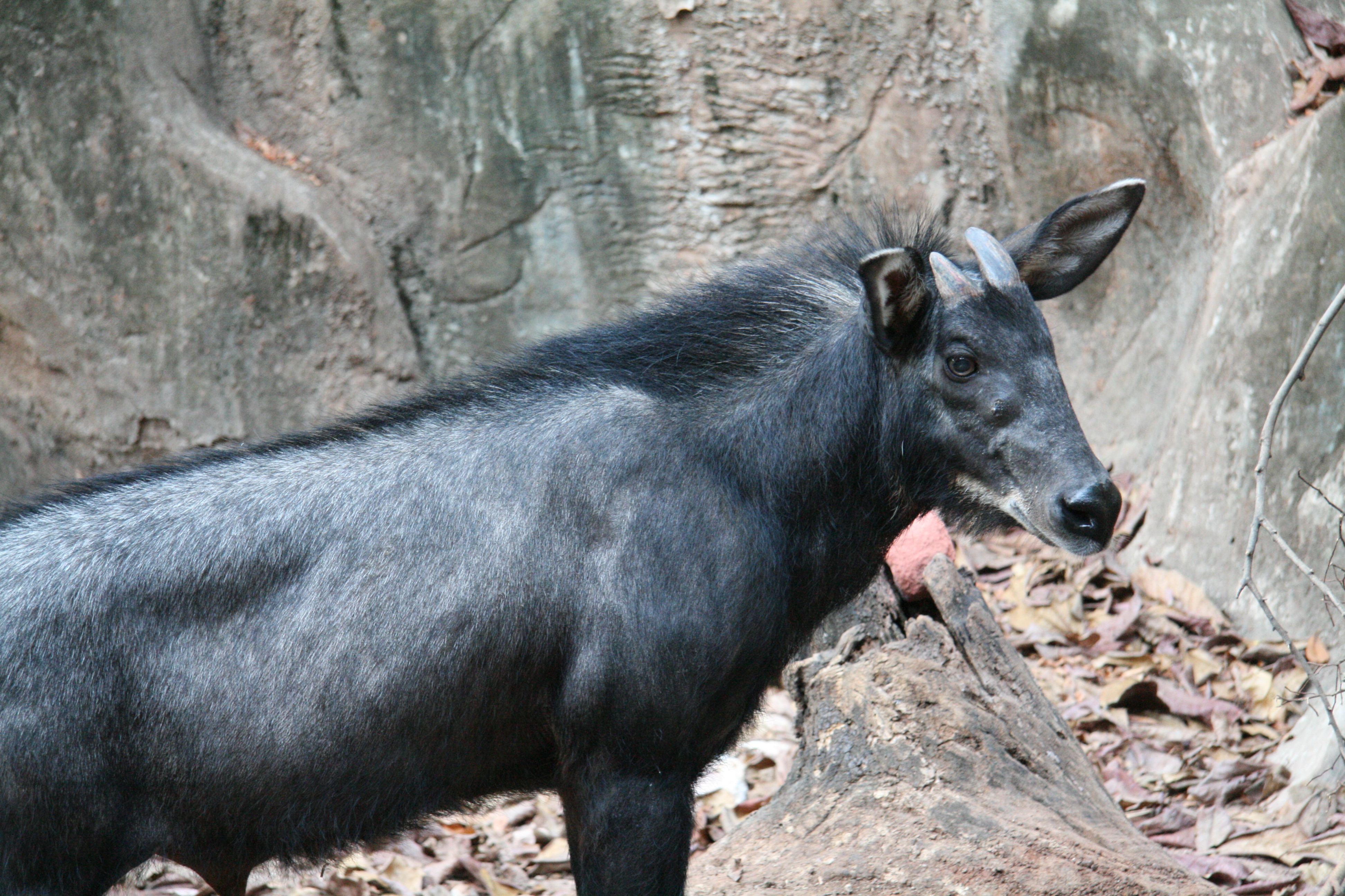 A Serow camouflaged in the dense jungle of the Cardamom Mountains.