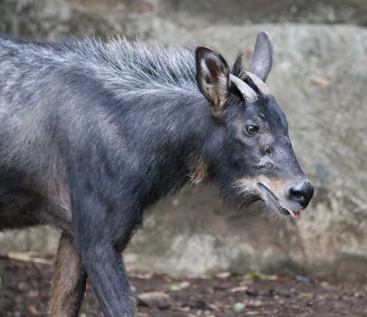 Close-up of a Mainland Serow showing its black horns and preorbital glands.