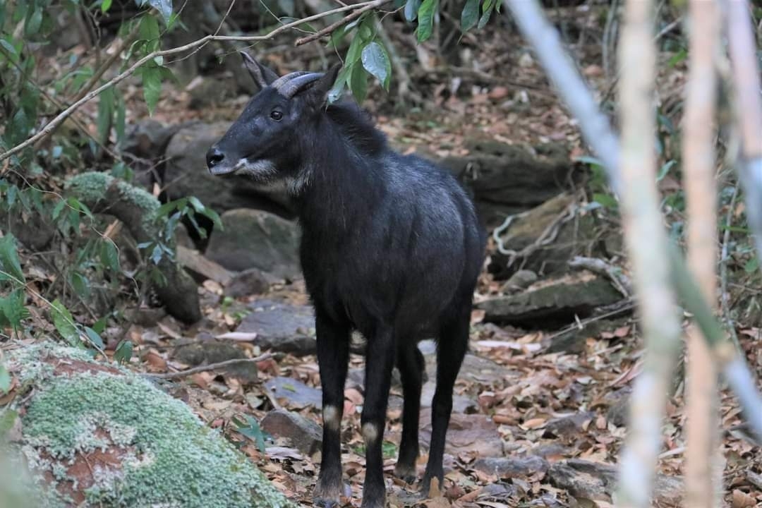 A Serow camouflaged in the dense jungle of the Cardamom Mountains.