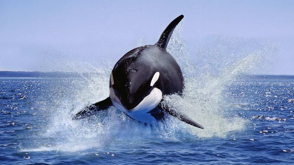 Close-up of an Orca breaching, showing its distinct black and white markings.