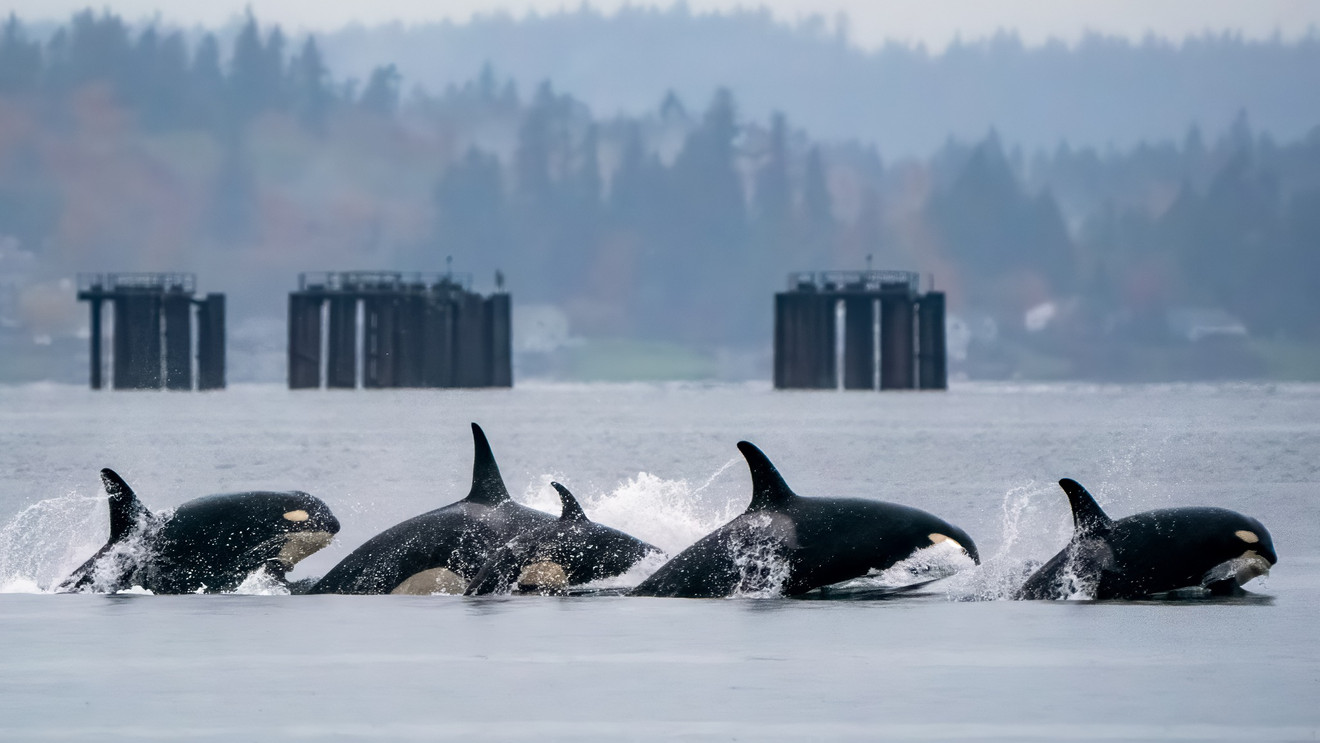 A pod of Orcas swimming together in the cold waters of Norway.