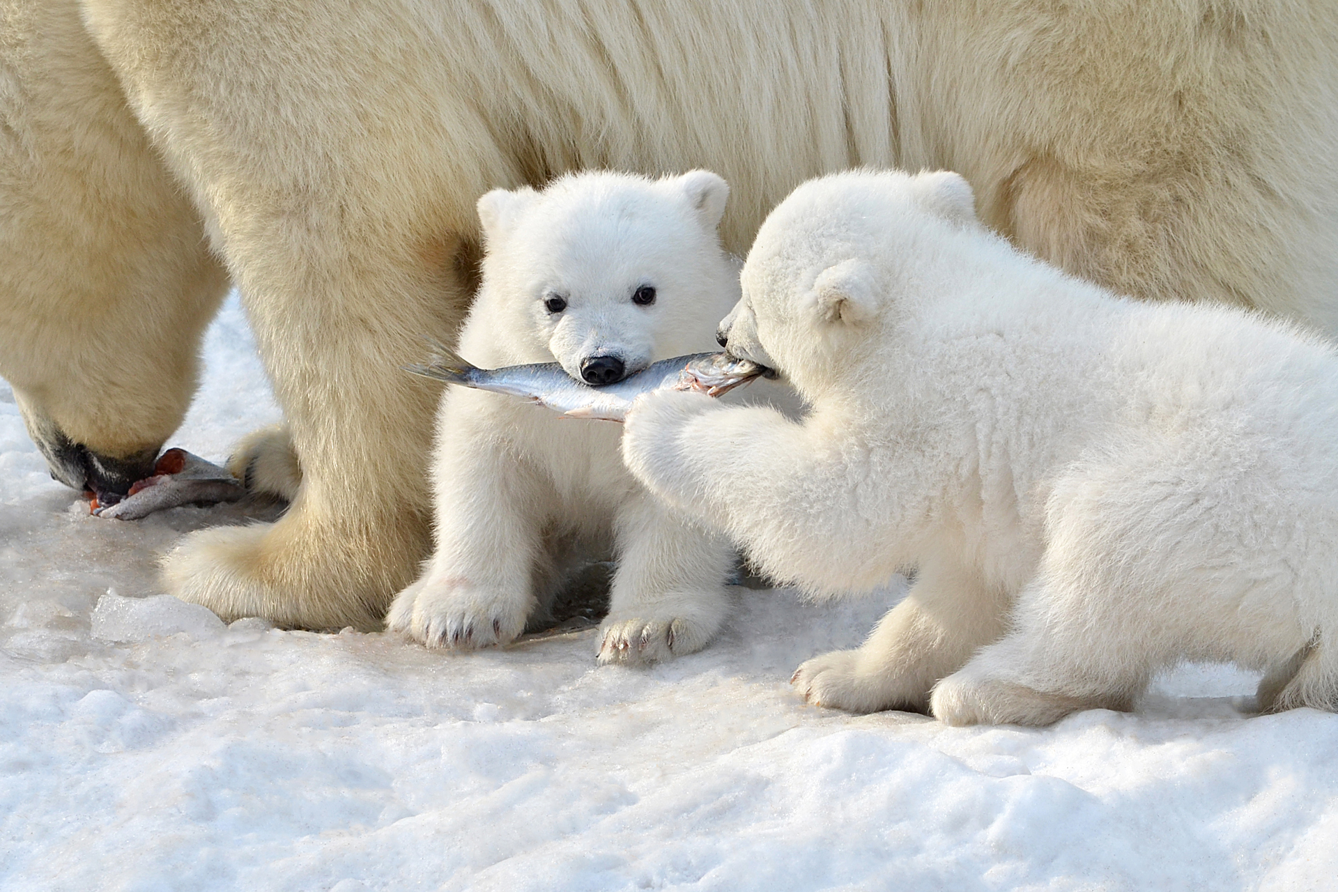 Polar bear mother with two small cubs walking across the Arctic snow.