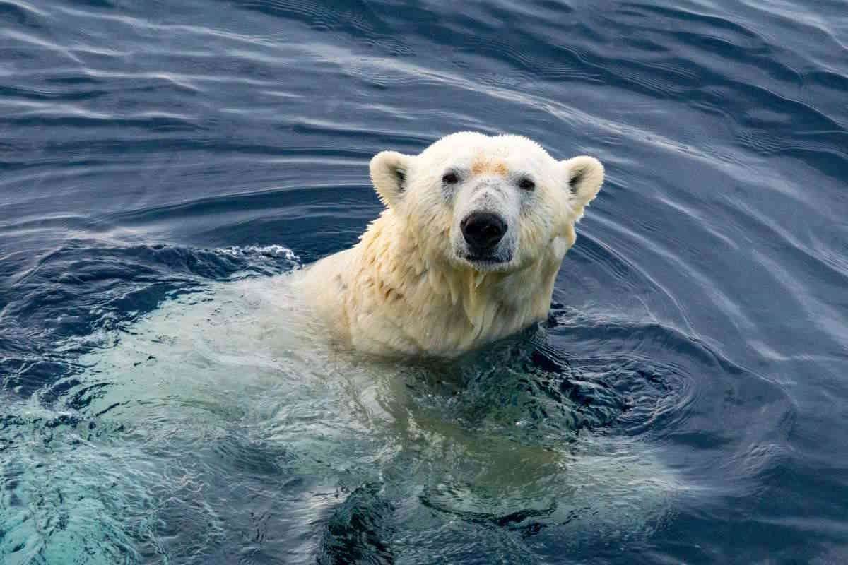 Close-up of a polar bear swimming in the blue Arctic ocean.