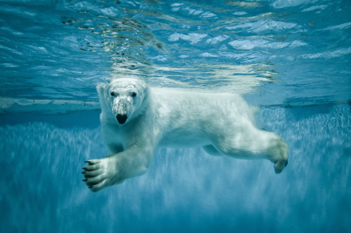 Close-up of a polar bear swimming in the blue Arctic ocean.