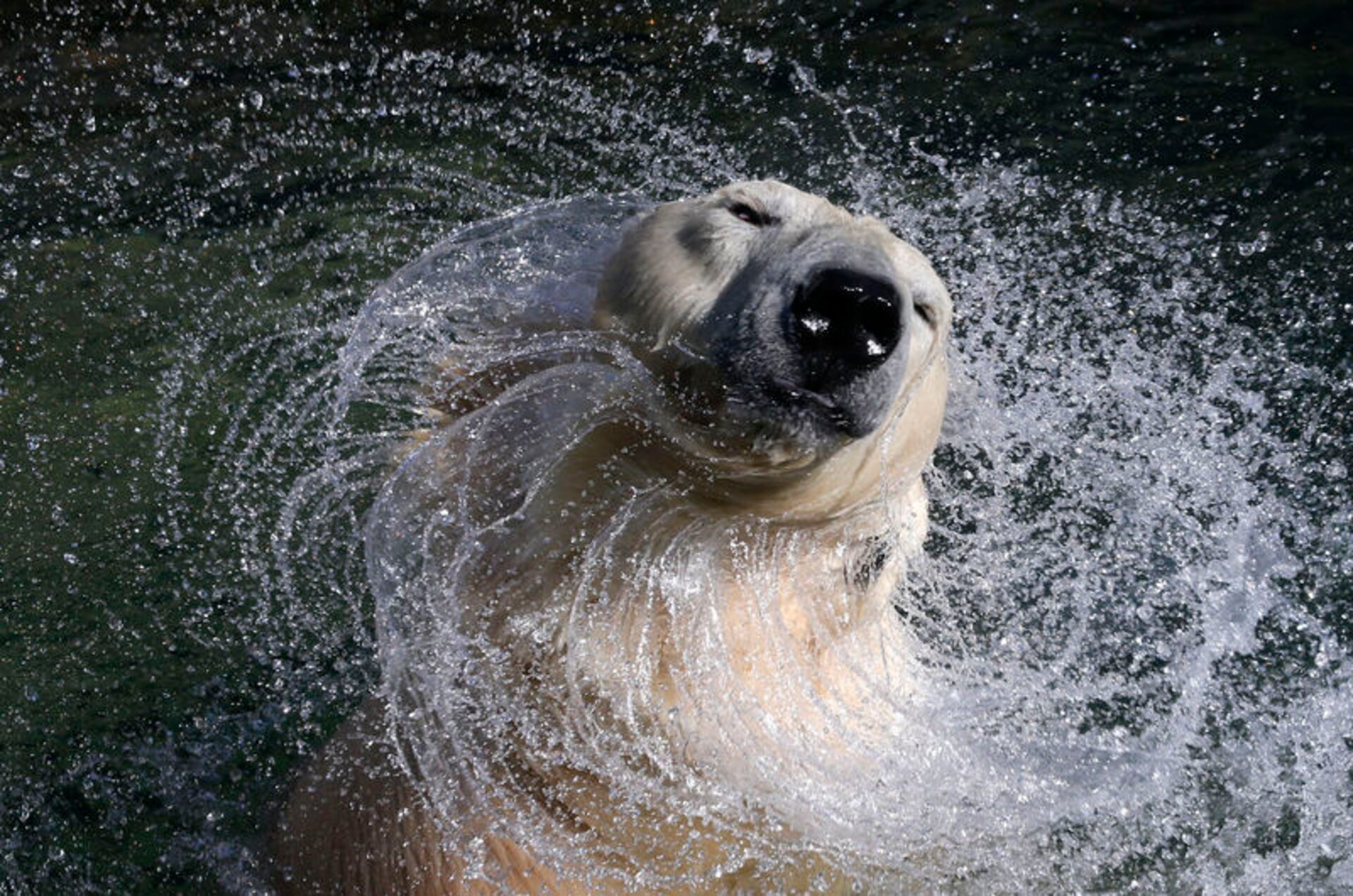 polar bear