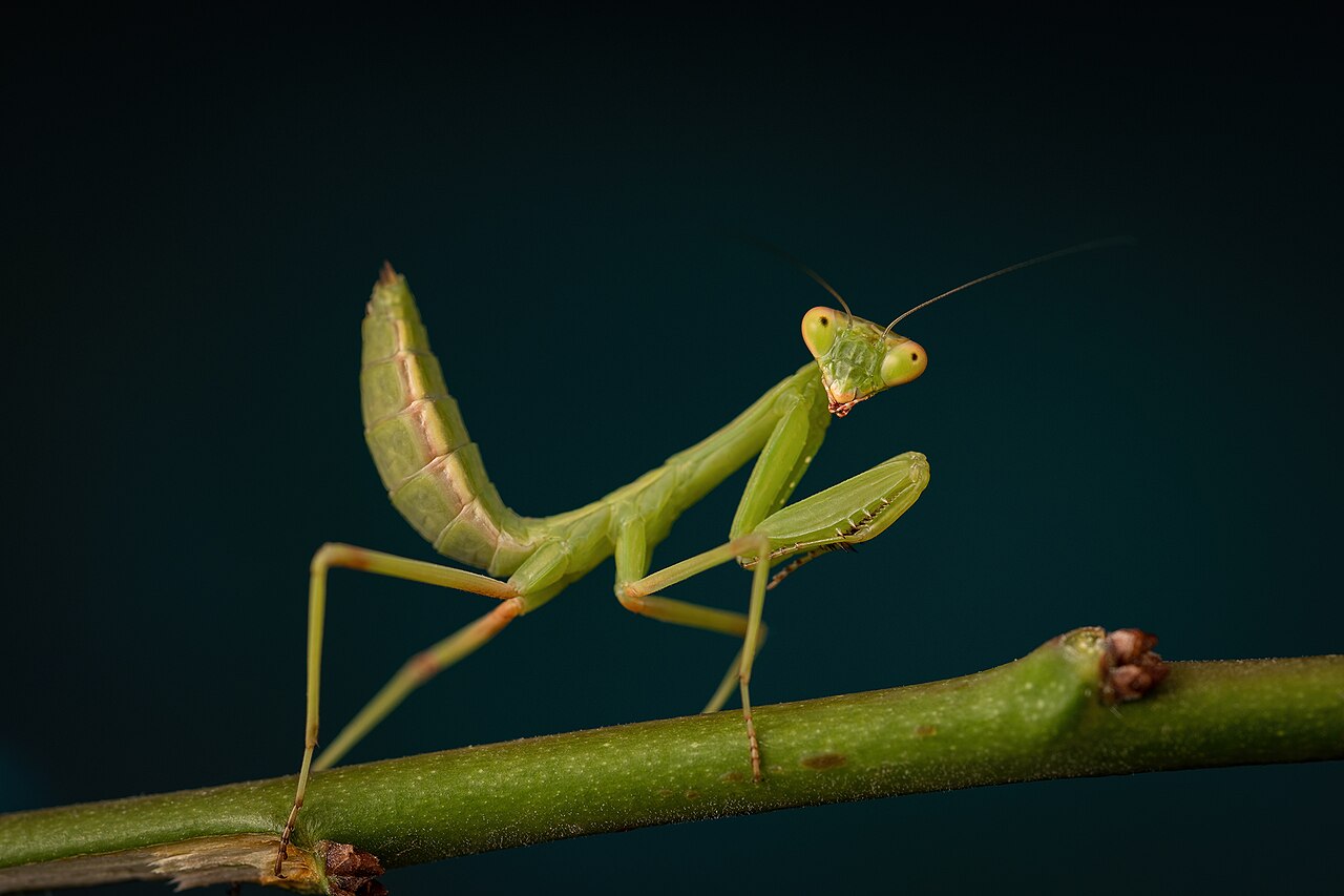 Close-up of a Praying Mantis head showing its large compound eyes and rotating neck.