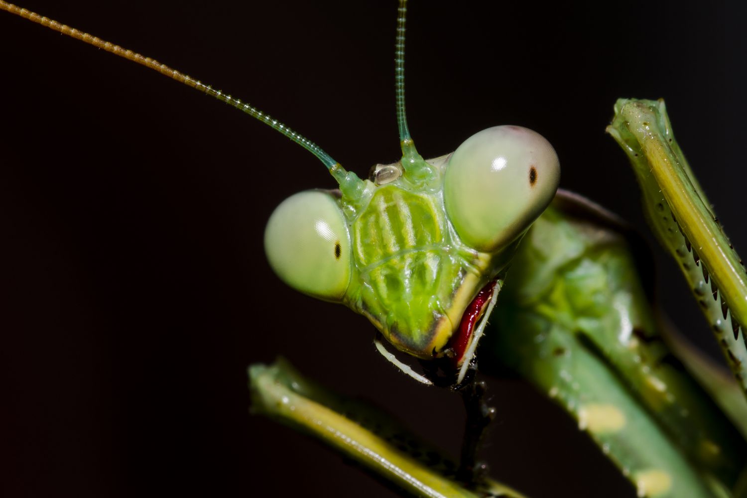 Close-up of a Praying Mantis head showing its large compound eyes and rotating neck.