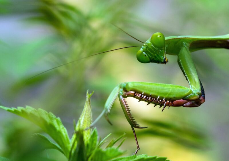 Close-up of a Praying Mantis head showing its large compound eyes and rotating neck.