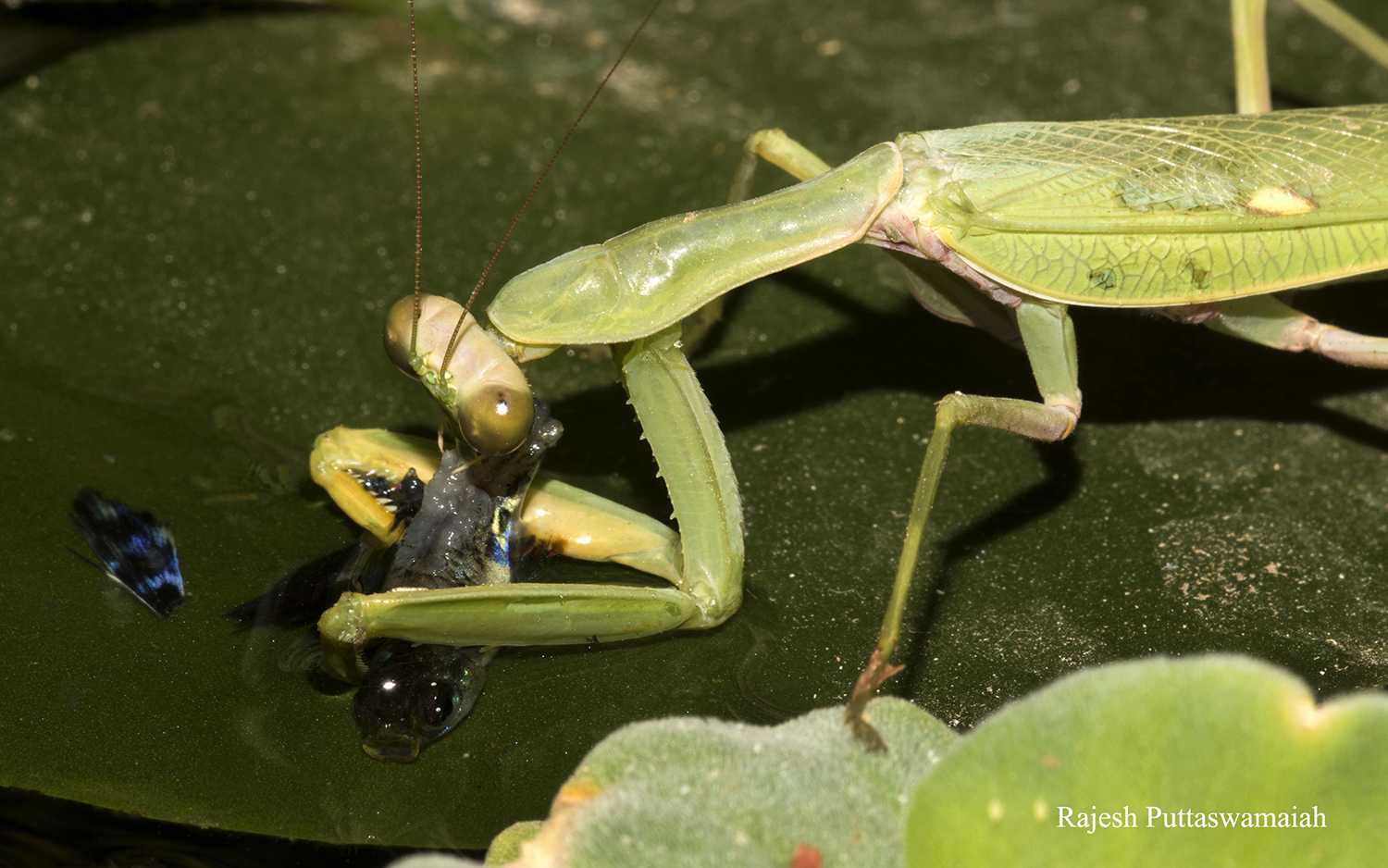 A Praying Mantis capturing a grasshopper with its spiked forelegs.