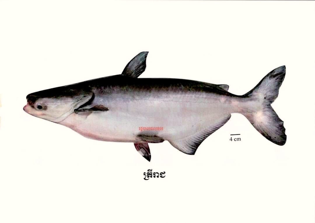 Mekong Giant Catfish the world's largest freshwater fish in Cambodia