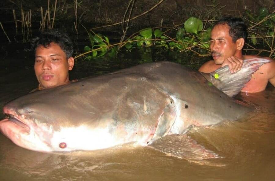 Mekong Giant Catfish the world's largest freshwater fish in Cambodia