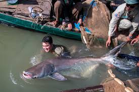 Mekong Giant Catfish the world's largest freshwater fish in Cambodia