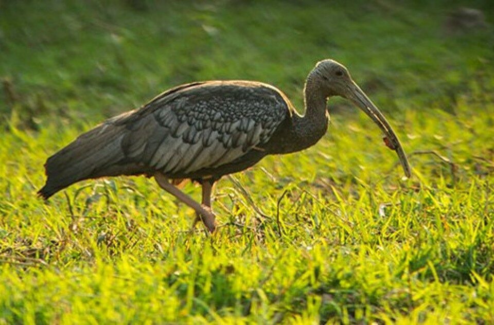 Close-up of a Giant Ibis bill probing into the mud for food.