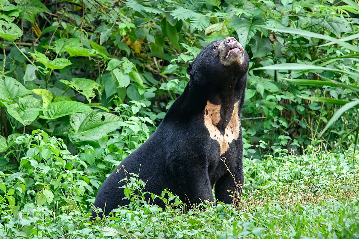 The Sun Bear
