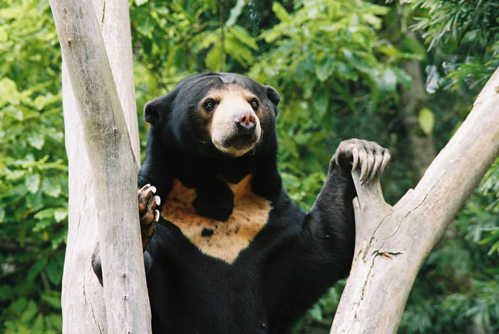 The Sun Bear