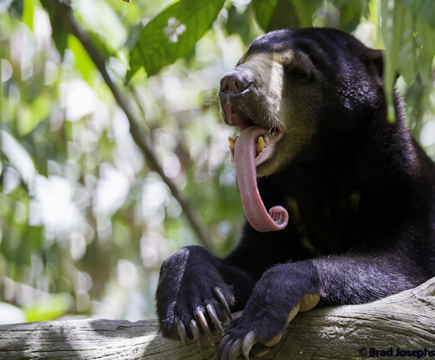 The Sun Bear