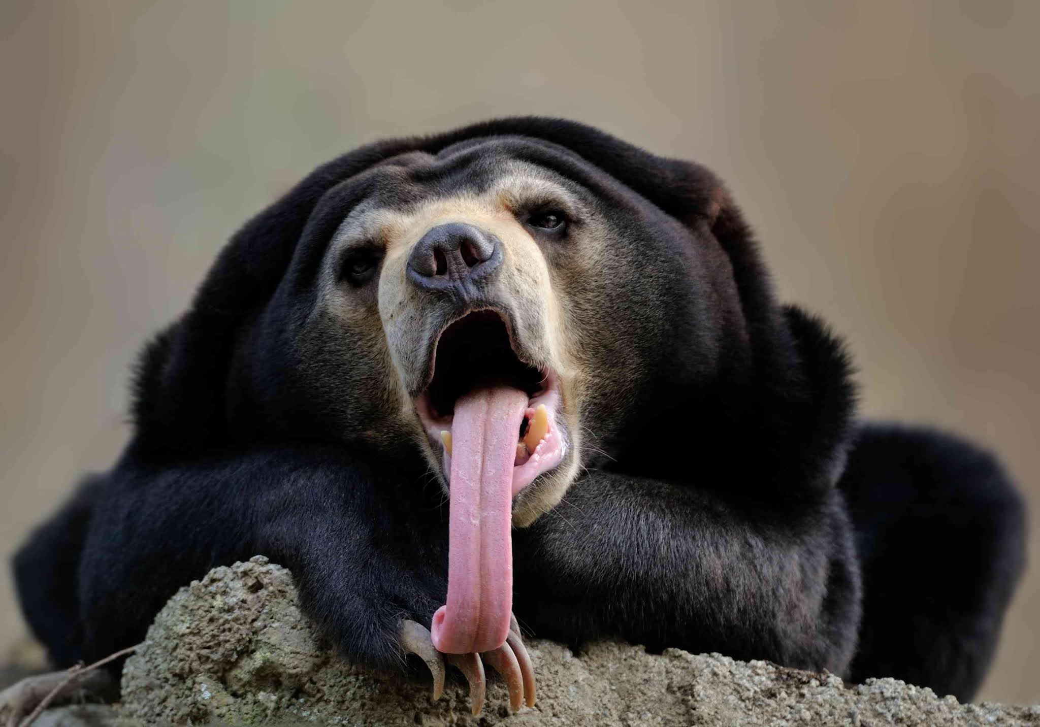 The Sun Bear