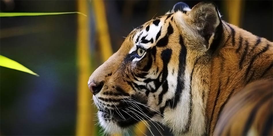 The Tiger: King of the Jungle