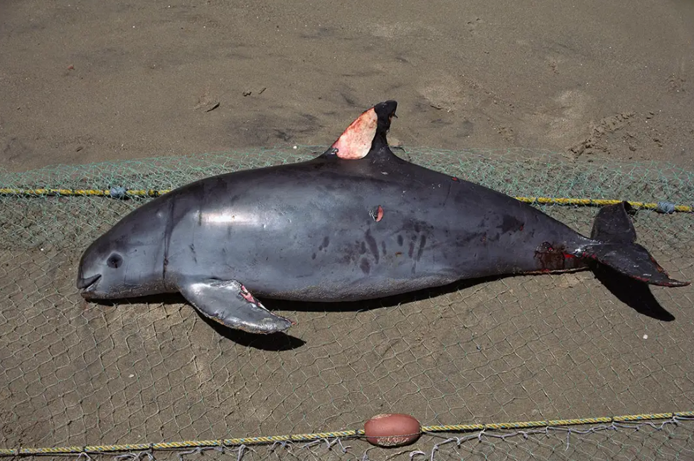 vaquita-porpoise-extinction-crisis-totoaba-trade