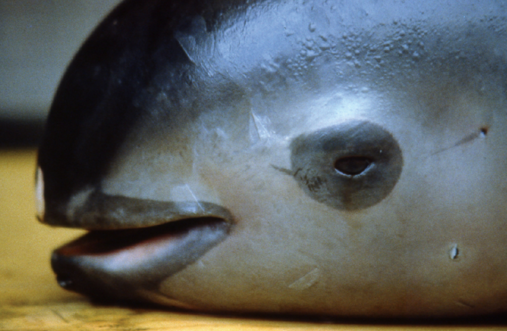 vaquita-porpoise-extinction-crisis-totoaba-trade