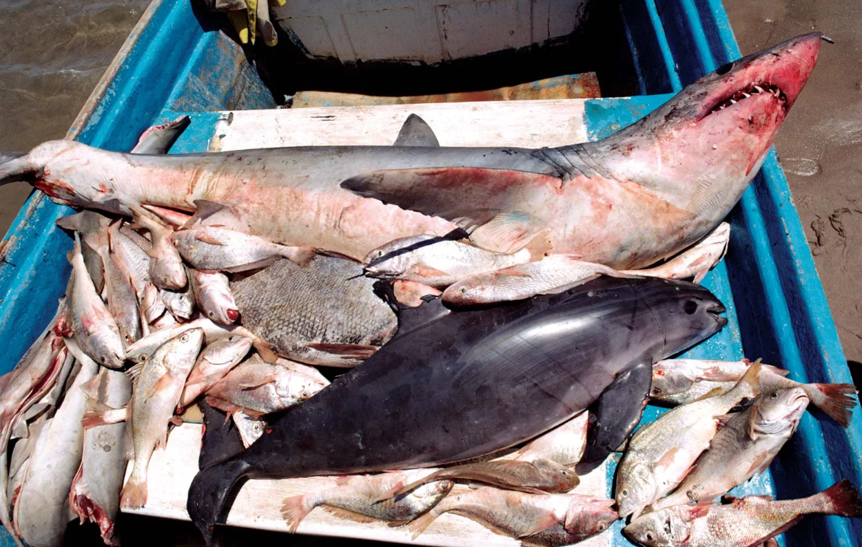 vaquita-porpoise-extinction-crisis-totoaba-trade
