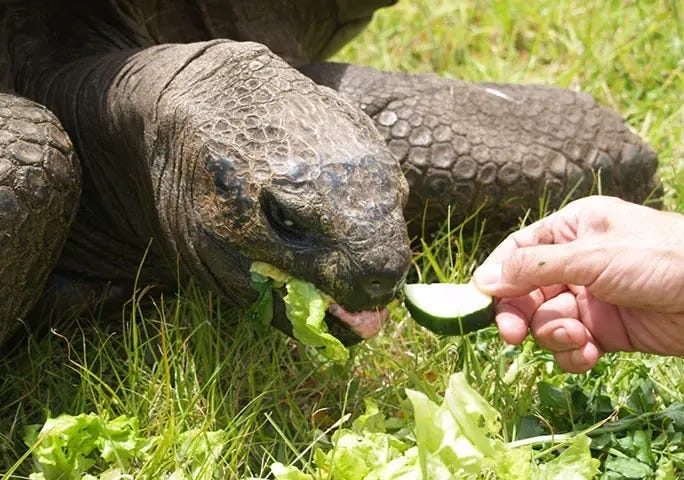 192 Years of Wisdom: Meet Jonathan, the World’s Oldest Living Land Animal