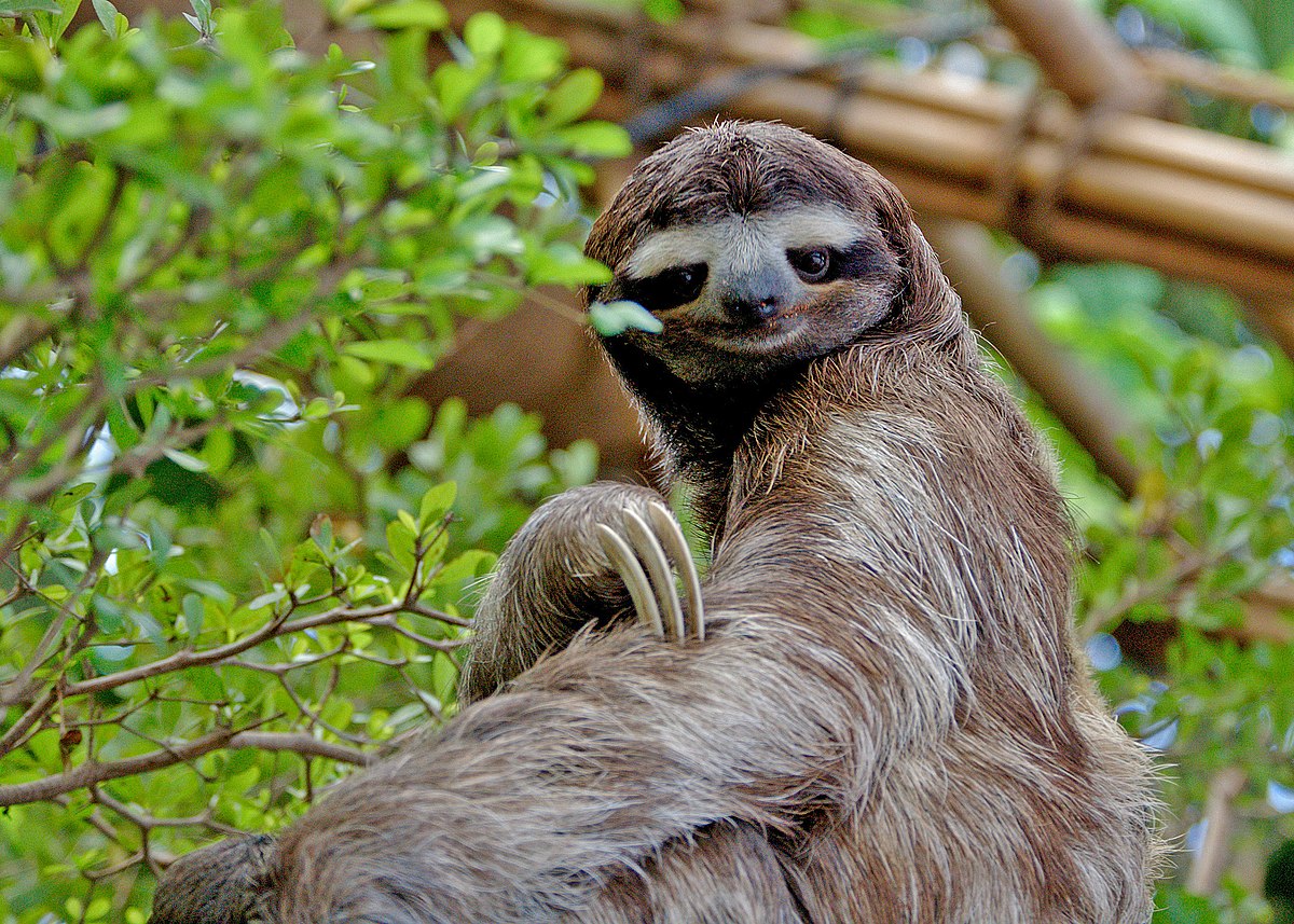 Three-toed sloths