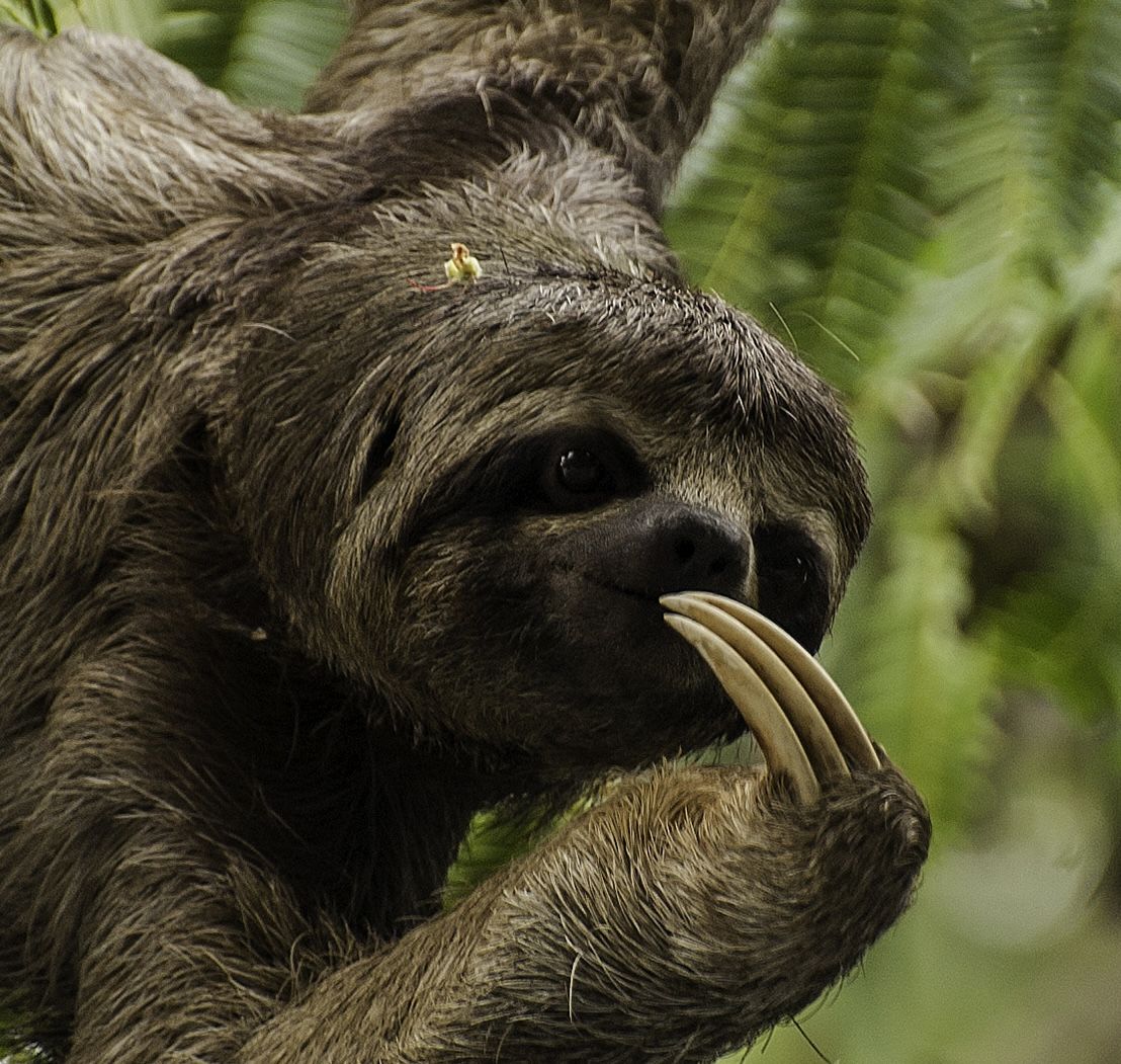 Three-toed sloths