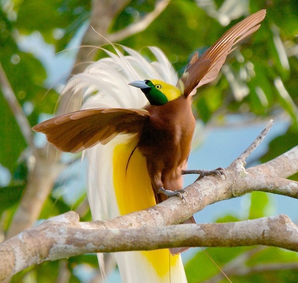 Bird-of-Paradise