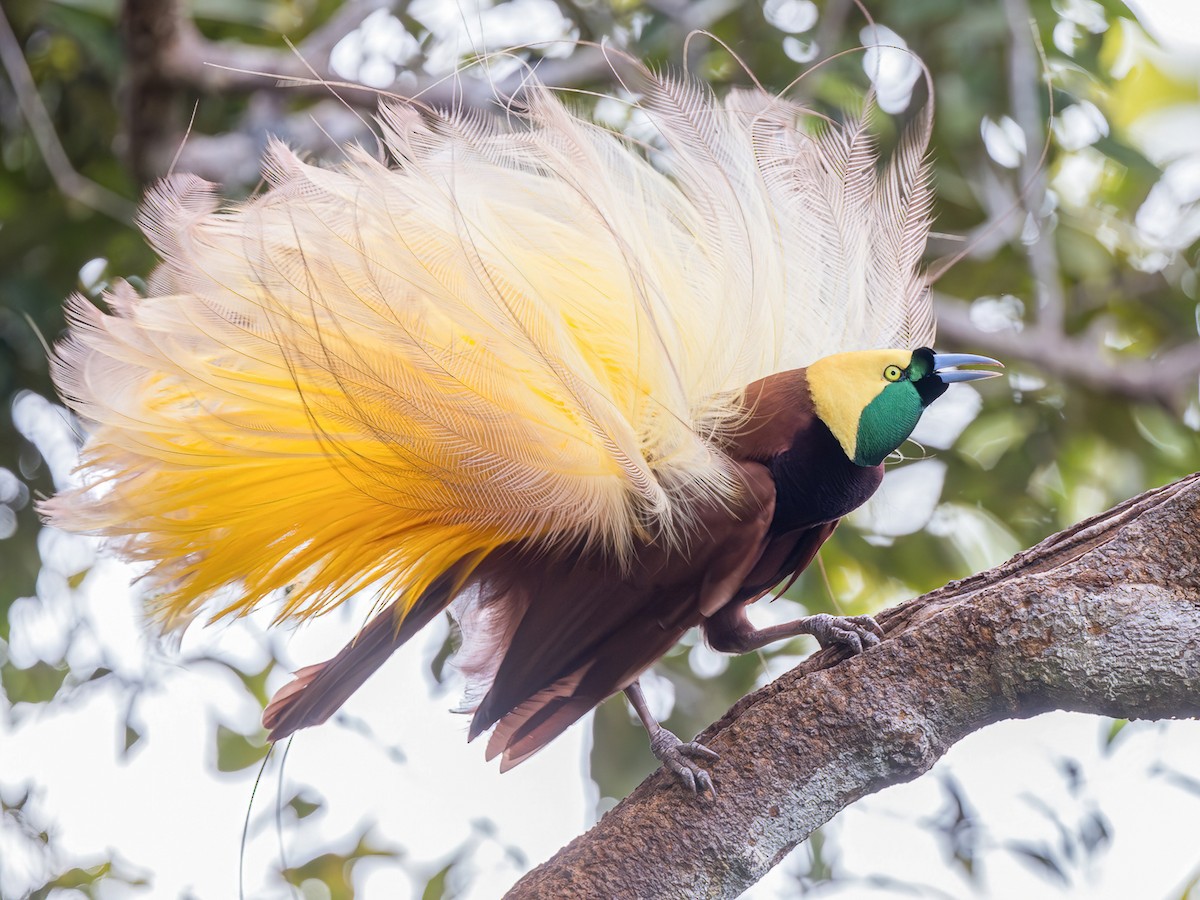 Bird-of-Paradise
