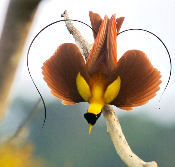 Bird-of-Paradise