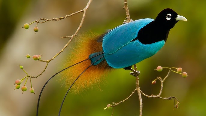 Bird-of-Paradise